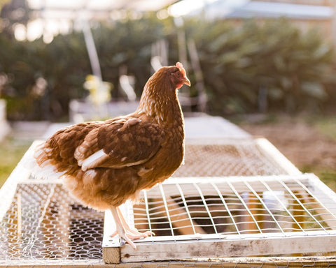 4 Reasons You Should Raise Chickens (According to a Someone Who’s Never Done It)