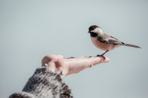 Wild Bird Seed