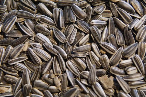 Stripe Sunflower Seed 50 Lb