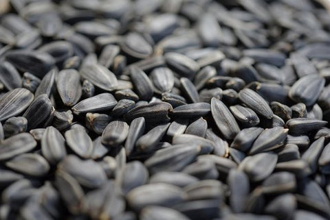 Black Oil Sunflower Seed